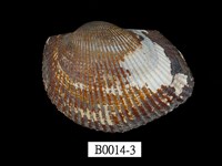 藏品(魁蚶)的圖片